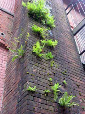 brick chimney masonry with plants growing out of cracks in the masonry